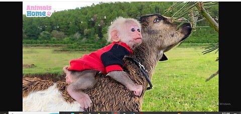 Monkey Cutis 🙈and Baby Goat🐐 Videos Compilation!