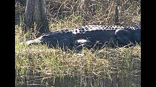 Florida Trail. I75 (alligator alley) to Clewiston