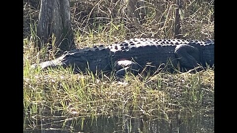 Florida Trail. I75 (alligator alley) to Clewiston