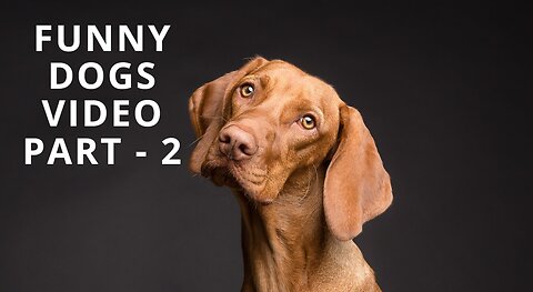 Funny Dogs Video Part - 2