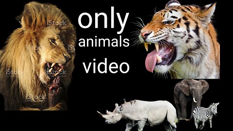 Very nice animals video share and license 🐵🐔🐶🐷