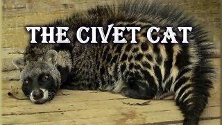 The Civet Cat