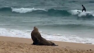 Manly Beach this morning - Australian Fur Seal