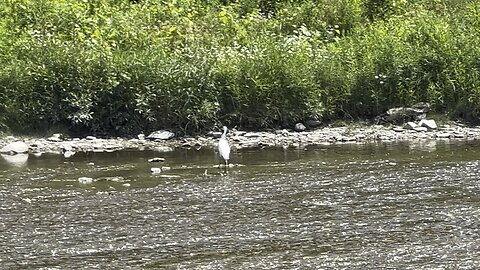 Great White Egret sniper