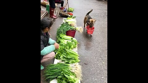 smart dog 🐕 and vegetable shop