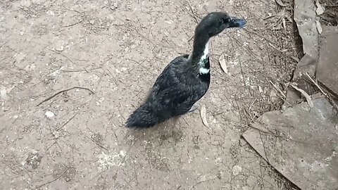 Sticky, the runner duckling goes out to see his duck family again 6th August 2021