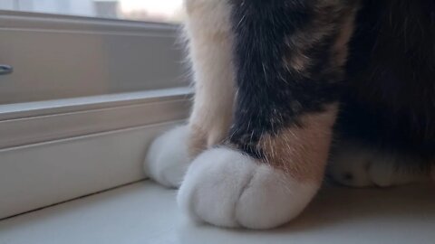 Paws