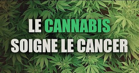 Le cannabis : Ses bienfaits sur le cancer