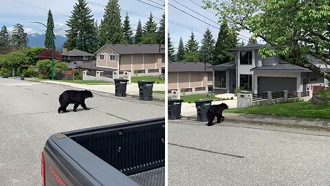 Bear casually crosses neighborhood street in Vancouver