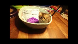 Funniest Teddy-Bear Kitten Antics