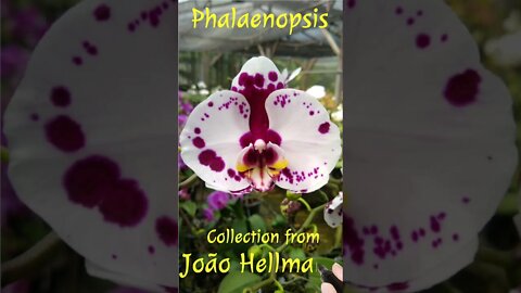 Phalaenopsis Collection from João Hellmann