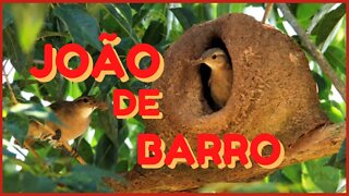 o magnifico João de barro