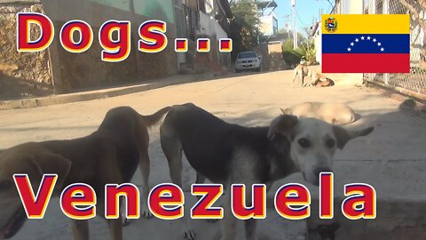 My Dogs in Cumana Sucre Venezuela January 24, 2020
