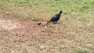 A Bantam Hen and her chicks 9th June 2021