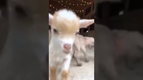 Happy goat kids!