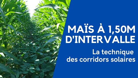 Maïs à 1,50m d'intervalle : la technique des corridors solaires