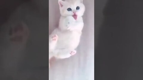 Cute Cat 💕#cat #youtubevideos #funny @Cat Lovers Planet