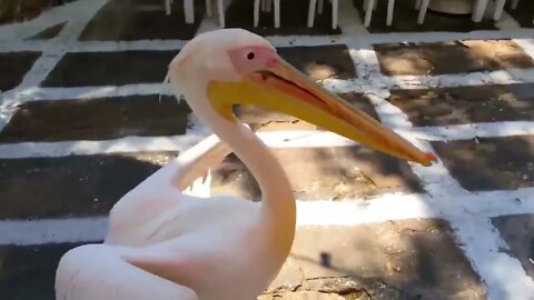 Mykonos Petros the pelican !!!!