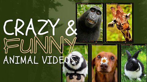Crazy & Funny Animals - 2023