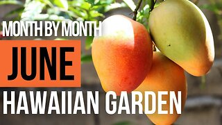 What To Do In The Month Of June In The Tropical Garden