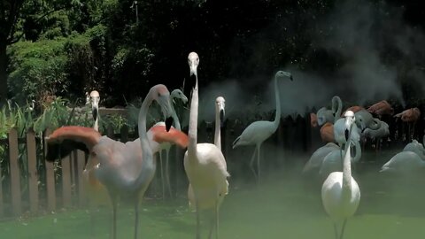 Group of flamingos at the zoo. Argentina Flamingos