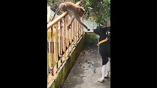 Monkey shook hands with Great Dane and instantly made him a lifelong friend