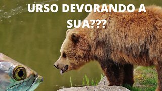 Urso devorando a sua????