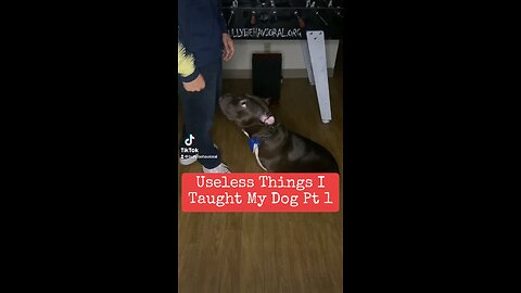 Useless Things I Taught My Dog Pt 1