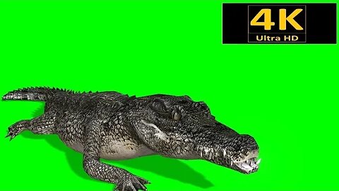 free green screen, animals, alligator, crocodile, chroma key, 3d animation, 4K, hd