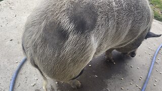 Happy pig tail!