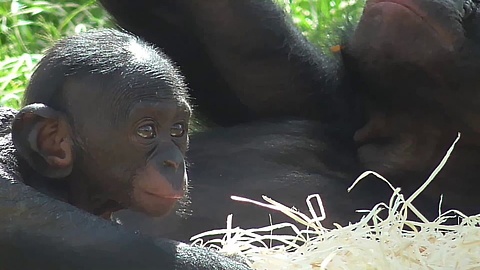 Baby pygmy chimpanzee chills out in the sun