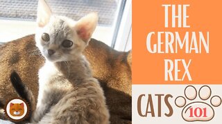 🐱 Cats 101 🐱 GERMAN REX CAT - Top Cat Facts about the GERMAN REX