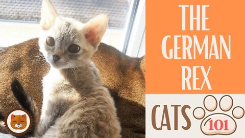 🐱 Cats 101 🐱 GERMAN REX CAT - Top Cat Facts about the GERMAN REX