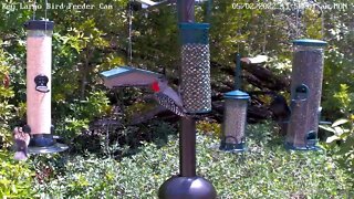 Female Red-bellied Woodpecker