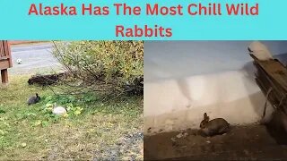 Wild Feral Rabbits In Valdez Alaska 🐇🐰🐇🐰
