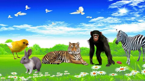 Relax with Familiar wild animal sheep,tiger,zebra, Rabbit,dog,Monkey, Peacock,. Animal Sounds Part-1