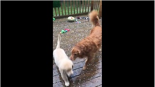Retriever Makes His Siblings Come Inside During Hail Storm