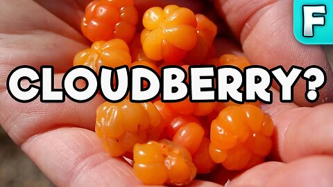 Cloudberry | Fruits You've Never Heard Of