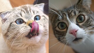 Funny Cats Videos 2023 😅