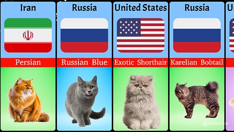 Cat Breeds From Different Countries