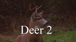 Deer 2