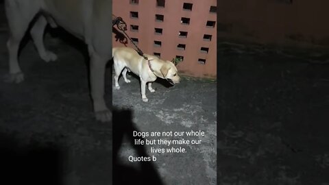 Cute pet dog 🐕 in the night coming for walk,#shorts,#petdog,#dog,#petanimal,#petdogquotes,#animal