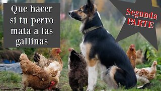 PARTE 2 Que hacer si tu perro mata a las gallinas?