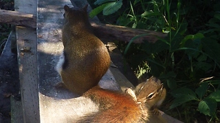 Chipmunk becomes victim in red squirrel peanut prank
