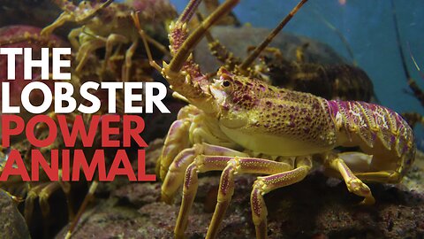 The Lobster Power Animal