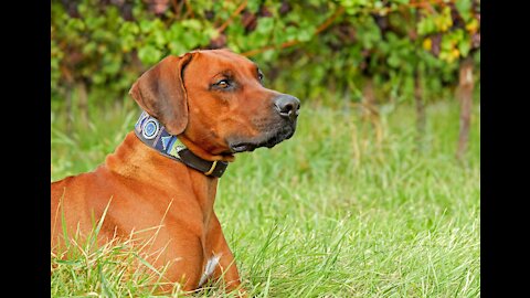 How to fit remote collar for dogs + how to fit the e collar for dogs