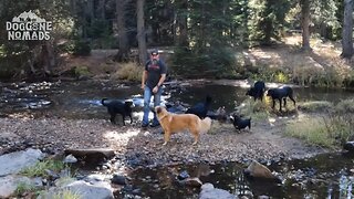 Just some rescues living their best life in a creek we found;)