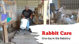 Rabbit Care, One day working in the Rabbitry