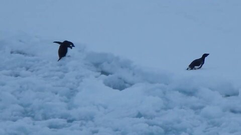 2 Penguins running on ice in Antarctica