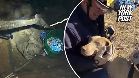 Hole-y moly! Dog rescued from 15-foot hole in Florida